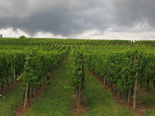 A Grand Cru vineyard between Barr and Mittelbergheim. Thunderstorm approaching!